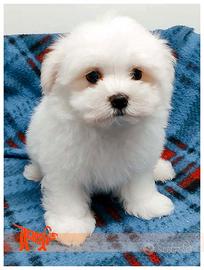 Cuccioli di MALTESE