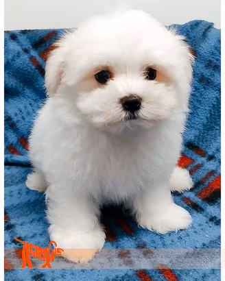 Cuccioli di MALTESE