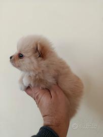 Cucciolo di volpino Spitz