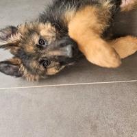 Cucciolo pastore tedesco