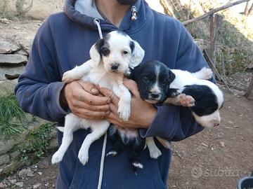 Working Cocker Spaniel Inglese