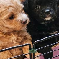 Cuccioli di Maltipoo