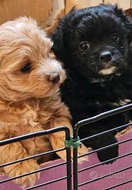 Cuccioli di Maltipoo