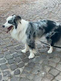 Cuccioli Border collie blu merle