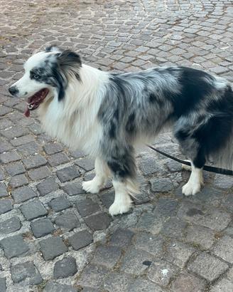 Cuccioli Border collie blu merle