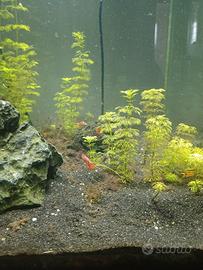 aquario completo