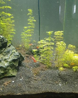 aquario completo