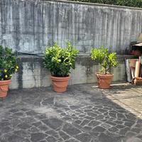 Limoni in vaso