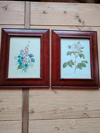 Coppia stampe botaniche