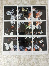 Maurizio Galimberti  Butterfly 9 polaroid+catalogo