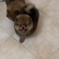 Spiz nano tedesco Pomerania