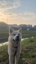 Akita inu per monta