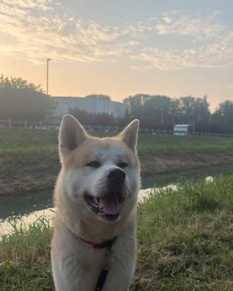 Akita inu per monta
