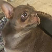 Cucciolona di Chihuha con pedigree Enci