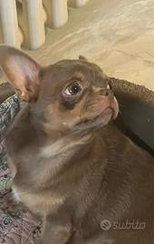 Cucciolona di Chihuha con pedigree Enci