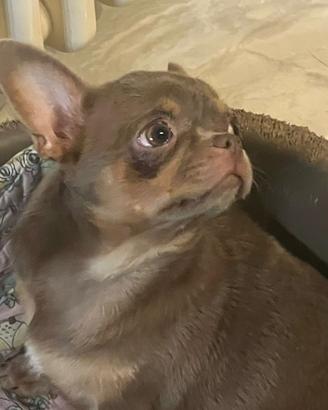 Cucciolona di Chihuha con pedigree Enci