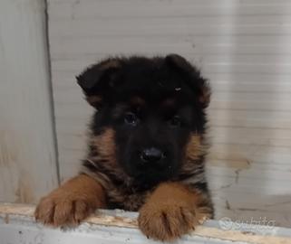 Cuccioli di pastore tedesco