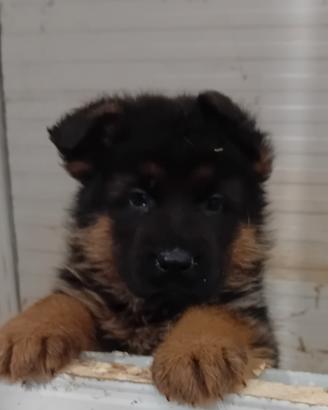 Cuccioli di pastore tedesco