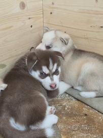 Cuccioli siberian husky