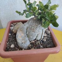 Pianta grassa rara (Fockea Edulis)