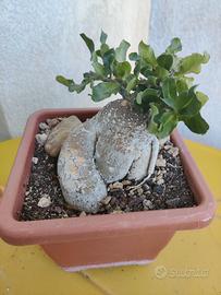 Pianta grassa rara (Fockea Edulis)