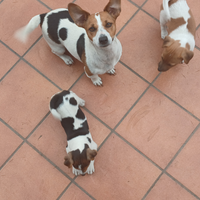 Vendita Jack russell
