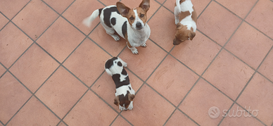 Vendita Jack russell