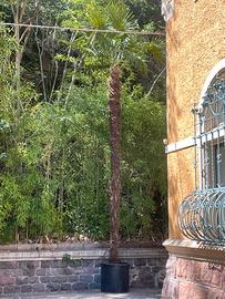 Palma Trachycarpus fortunei 6 m