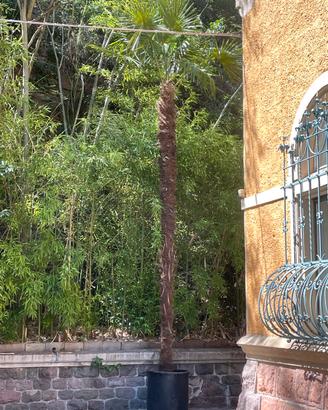 Palma Trachycarpus fortunei 6 m
