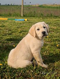 Cuccioli di Labrador Retriever