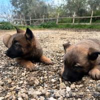 Disponibili cuccioli pastore belga malinois