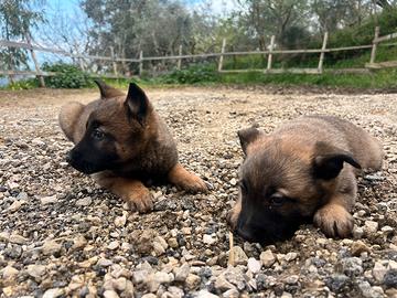 Disponibili cuccioli pastore belga malinois