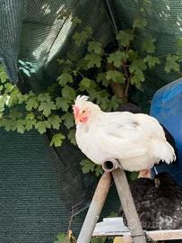 Olivegger Marans e altri ornamentali