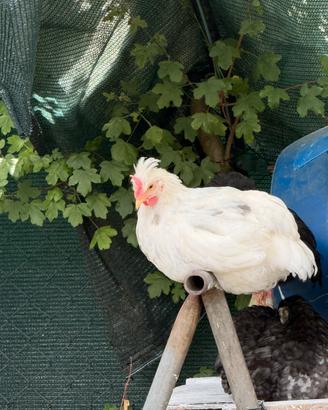 Olivegger Marans e altri ornamentali