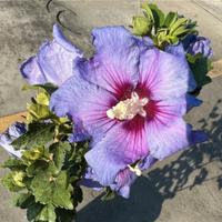 HIBISCUS 