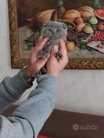 Scottish fold è straight 