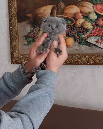 Scottish fold è straight 