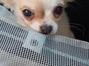 Chihuahua a pelo lungo di 3 mesi
