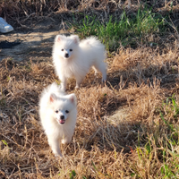 Cuccioli volpino italiano bianco