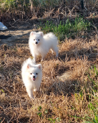 Cuccioli volpino italiano bianco