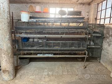 Gabbia conigli conigliera