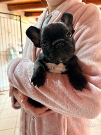 Bulldog francese