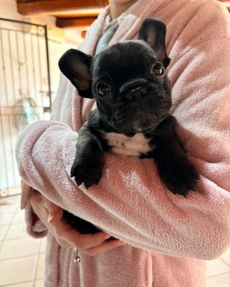 Bulldog francese