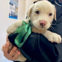 Cuccioli meravigliosi in adozione