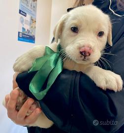 Cuccioli meravigliosi in adozione