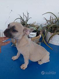 cucciola femmina bulldog francese 