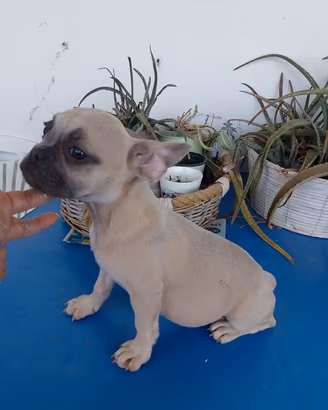 cucciola femmina bulldog francese 