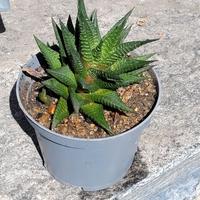 Haworthia limifolia - Pianta grassa – Cactus