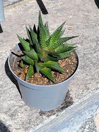 Haworthia limifolia - Pianta grassa – Cactus