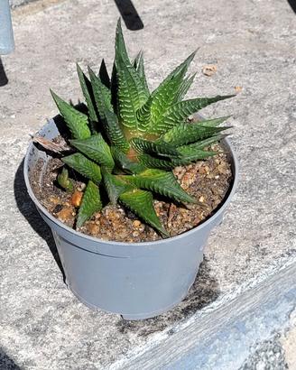 Haworthia limifolia - Pianta grassa – Cactus
